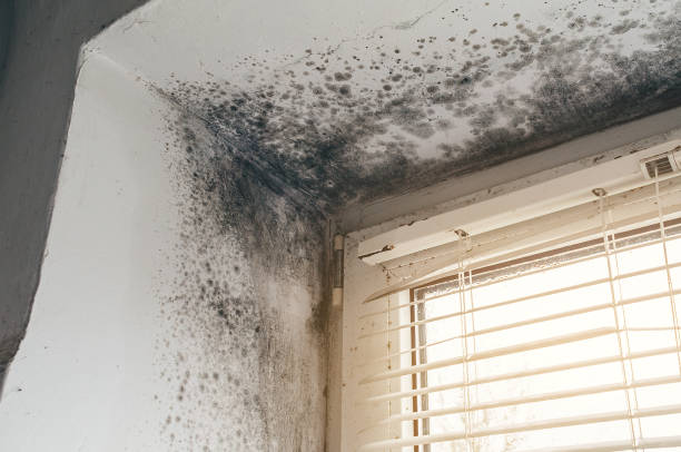 Affordable Crawl Space Mold Remediation solutions in Pflugerville, TX
